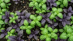 Odla basilika som proffs: så lyckas du i Sverige med värme, jord och rätt vattning