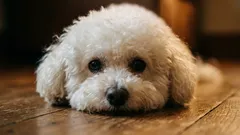 Mindre djurhår hemma: De 5 hundraser som fäller minst