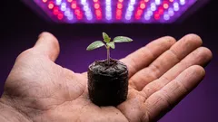 Varför växter lider av stora krukor och hur man väljer rätt storlek