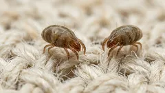 Sängkvalster i sängen? Tecken på husdammskvalster och vad du kan göra hemma