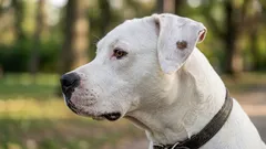 Hur hundar tar hand om sig själva – och vad vi kan lära oss av dem